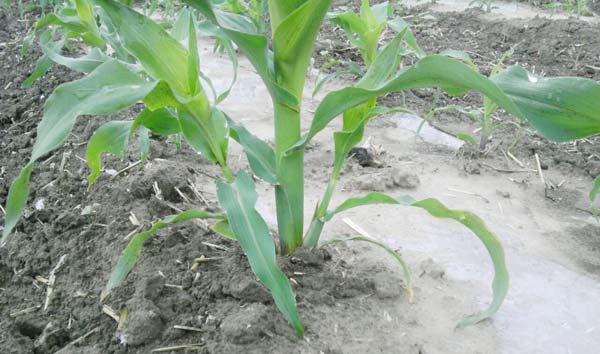 玉米分叉张芽子