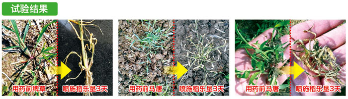 稻乐垦实验效果图