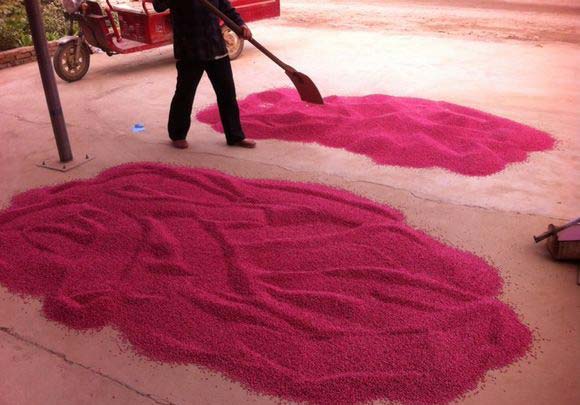 小麦拌种剂拌种现场图