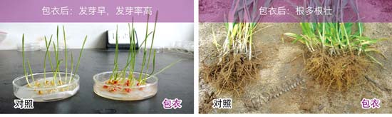 小麦拌种剂对比图