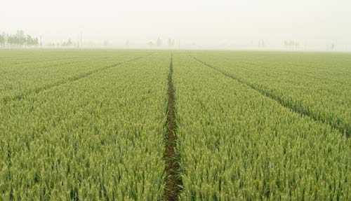 小麦拌种剂效果图