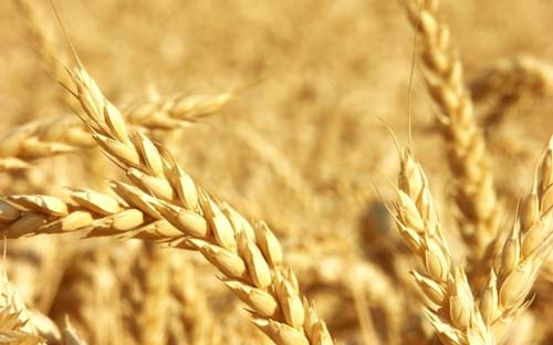 小麦