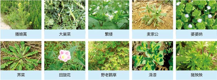 小麦田阔叶除草剂瞬博杀草谱