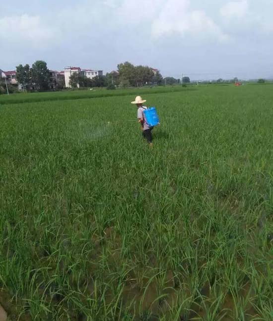 乐平市众埠镇方山村用药实验图