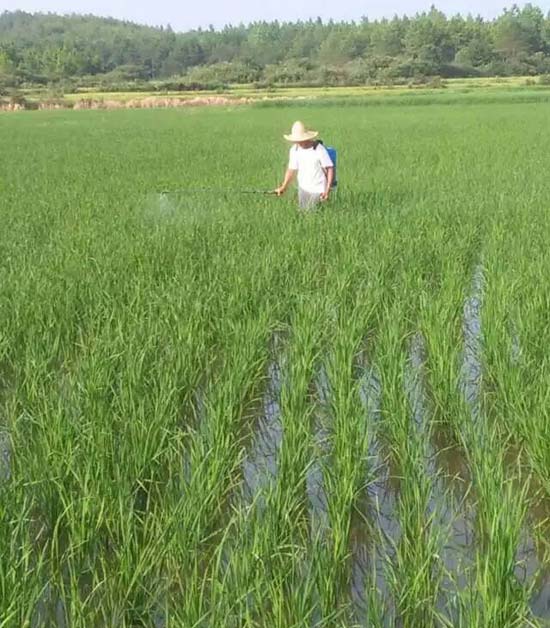 乐平市浯口镇西桥村用药实验图