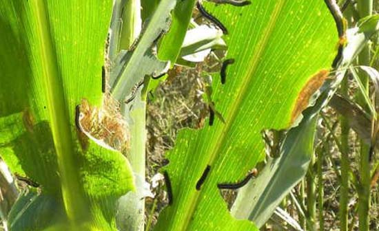 玉米粘虫危害
