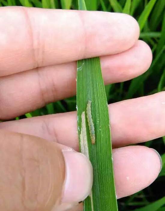 新沂市新店镇南涧村穗大大实验图