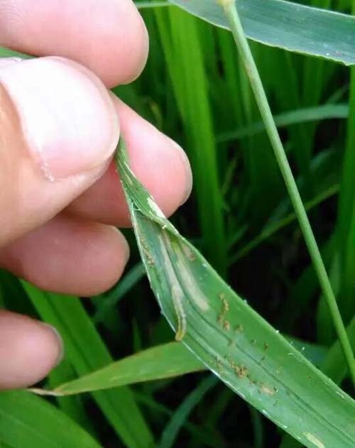 新沂市新店镇南涧村穗大大实验图