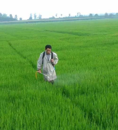 新沂市新店镇南涧村穗大大实验图