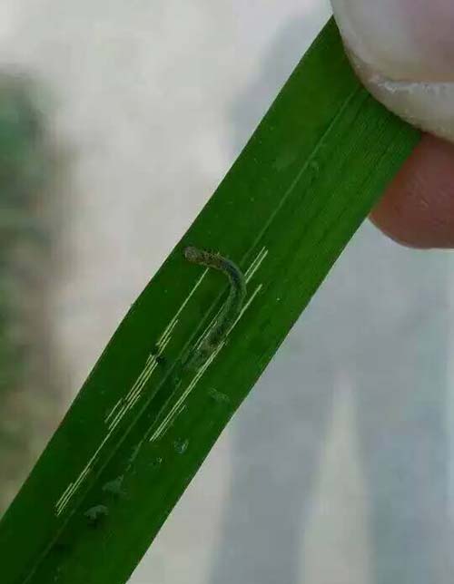 新沂市新店镇南涧村穗大大实验图