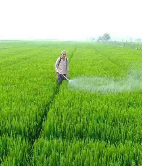 新沂市新店镇南涧村穗大大实验图