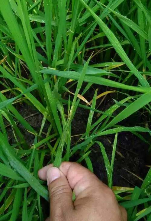 新沂市新店镇南涧村穗大大实验图