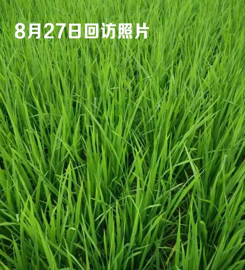 穗大大施药13天后的观察图