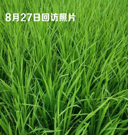 穗大大施药13天后的观察图