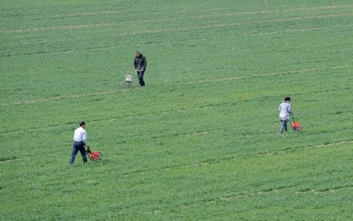 小麦施肥