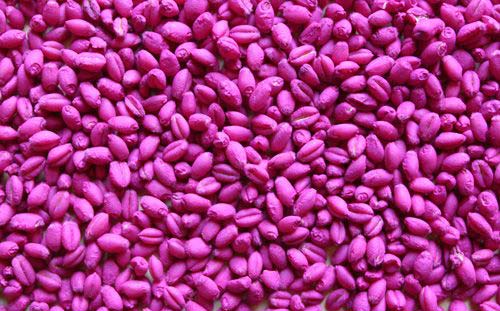 小麦拌种剂拌小麦图