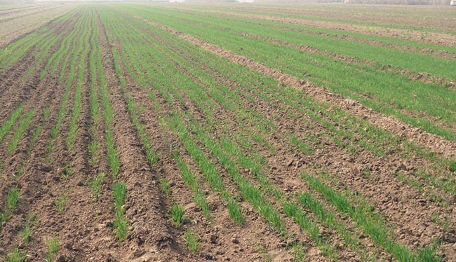 影响小麦出苗率的因素