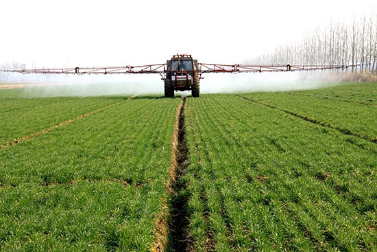 小麦田除草剂哪种最好?