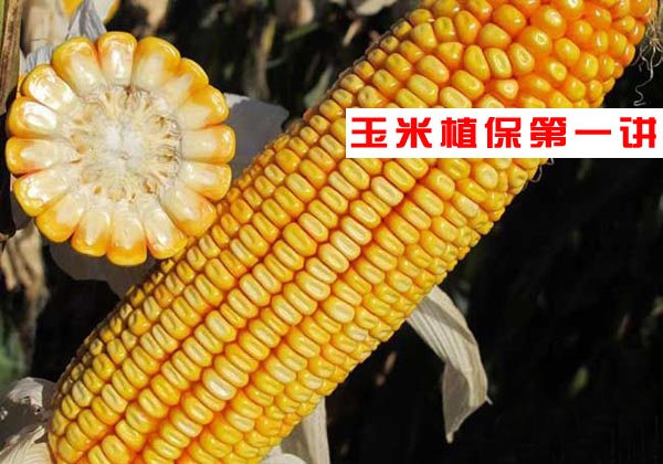玉米种子选择
