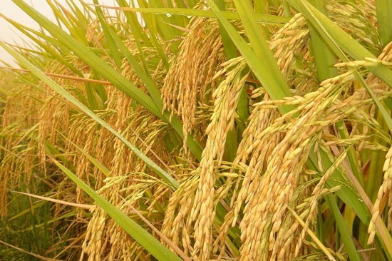 水稻肥料利用率