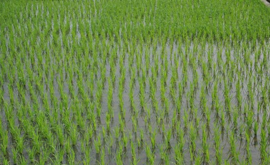 水稻肥料利用率