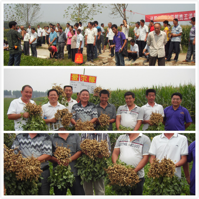 花生拌种剂观摩会