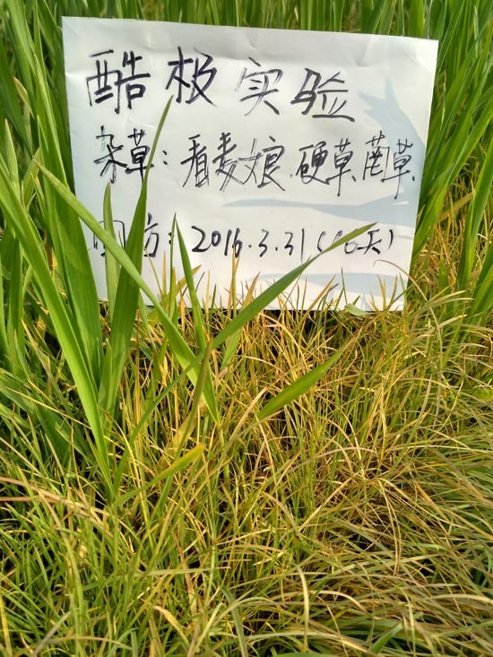 小麦除草剂酷极回访