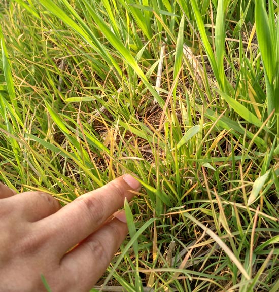 小麦除草剂酷极回访