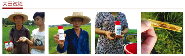 金透钻大田试验