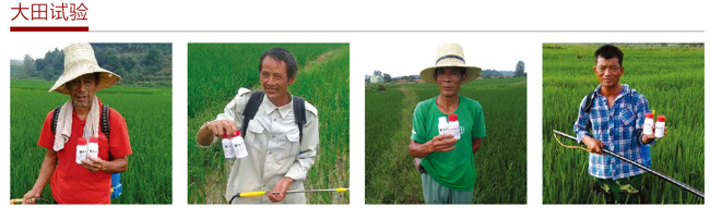 穗大大大田试验