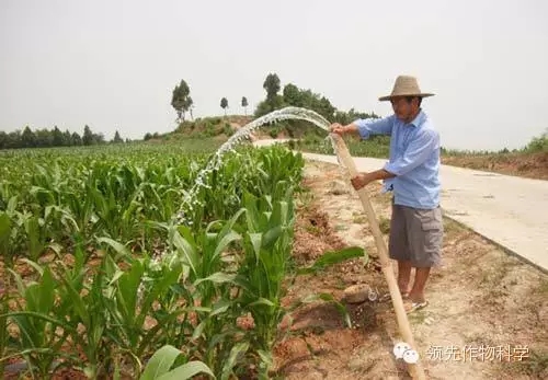 玉米浇水
