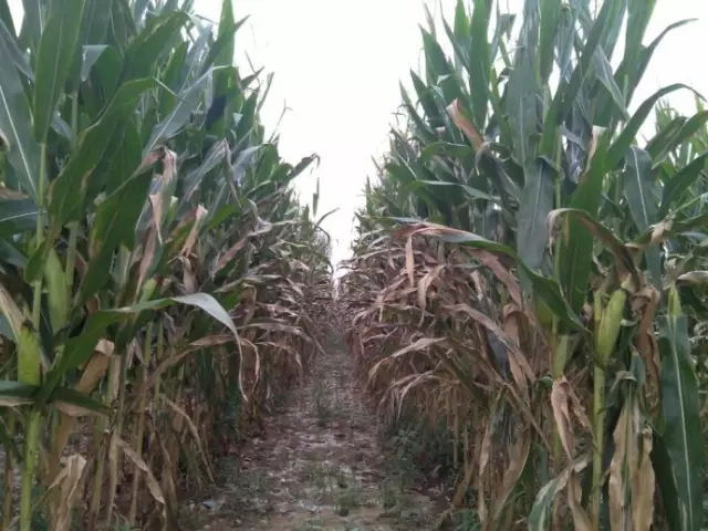 玉米大斑病 玉米大斑病