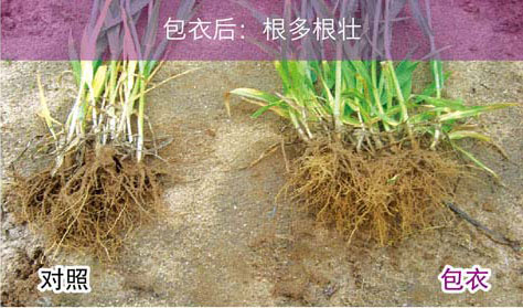小麦拌种剂对比图