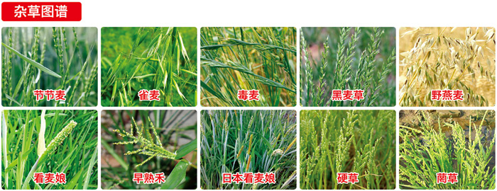 节节斩防治图谱