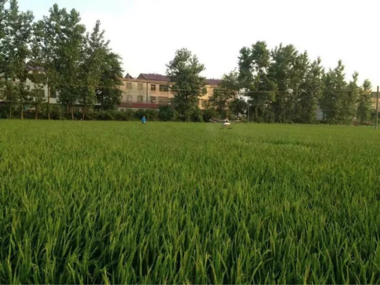 植保农业无人机飞防作业