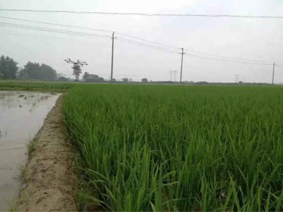 植保农业无人机飞防作业