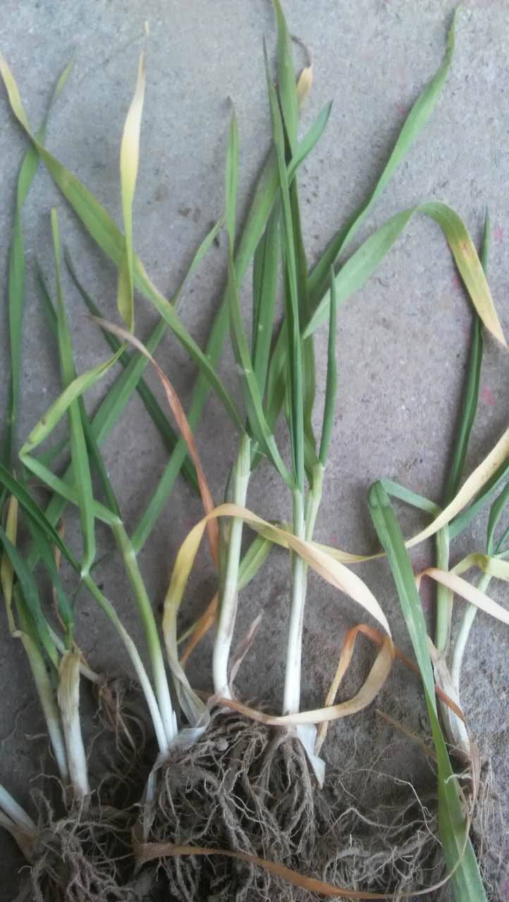 小麦苗发黄现象 小麦苗发黄现象