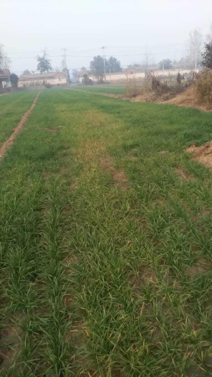 小麦苗发黄现象 小麦苗发黄现象