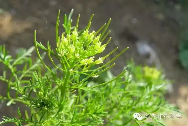 播娘蒿 播娘蒿