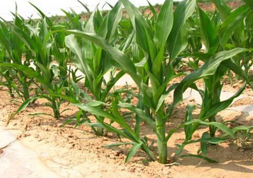 玉米生长图