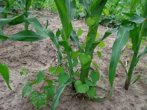 玉米生长图
