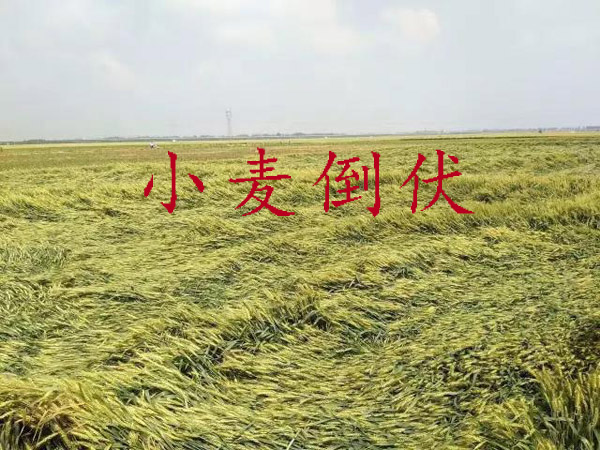 小麦倒伏图片.jpg