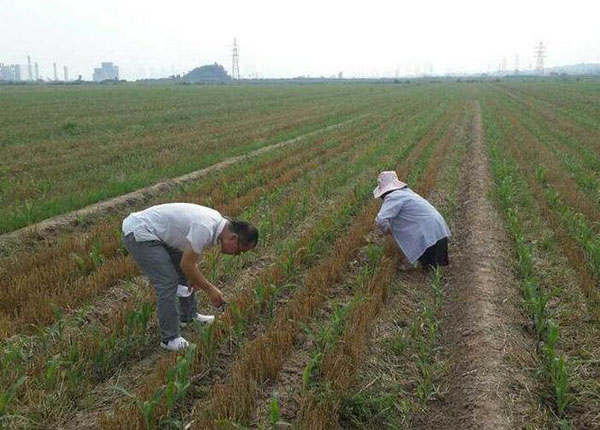 玉米粘虫防治 玉米粘虫防治
