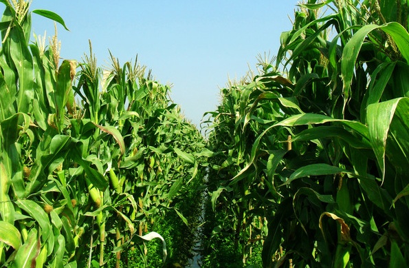 玉米2.jpg