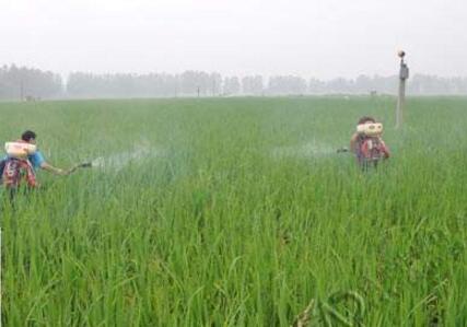 除草剂什么时候打最好?