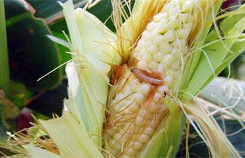 download.jpg download.jpg