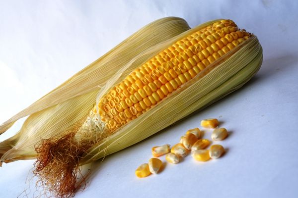 玉米图2.jpg