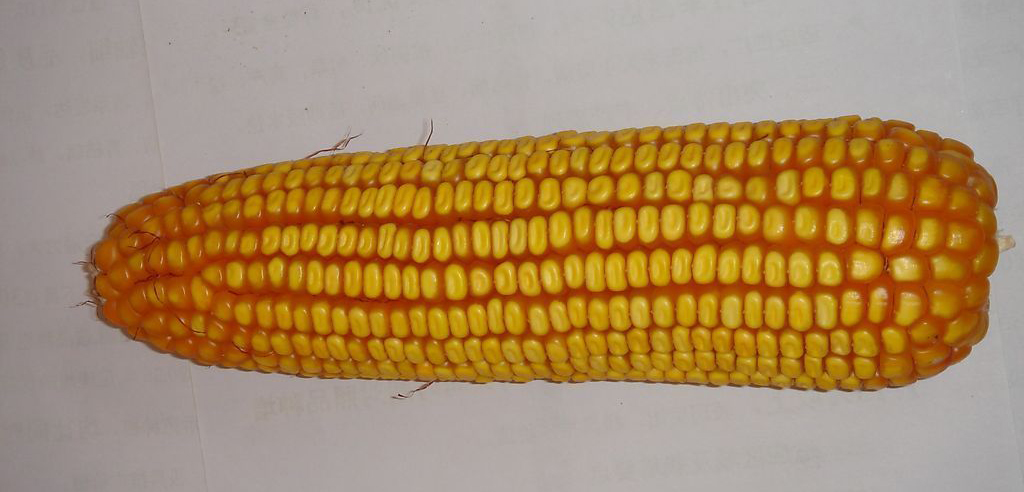 玉米比较1.1.jpg