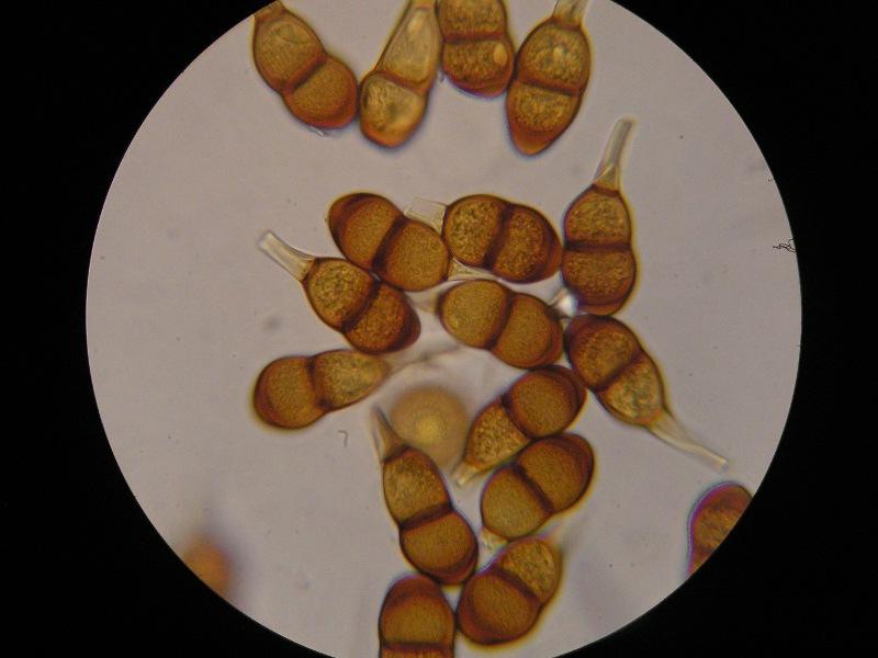 玉米孢子.jpg 玉米孢子.jpg