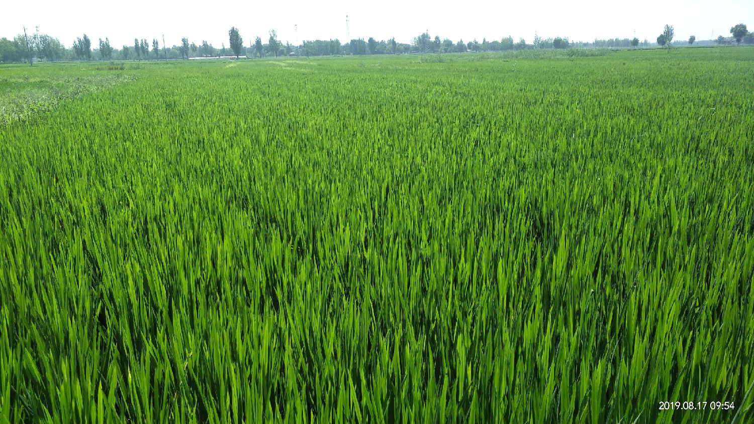 水稻 水稻